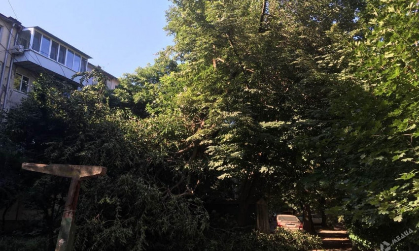На Терешковской рухнуло дерево: пьяный мародёр хотел украсть провода, но уснул (ФОТО)