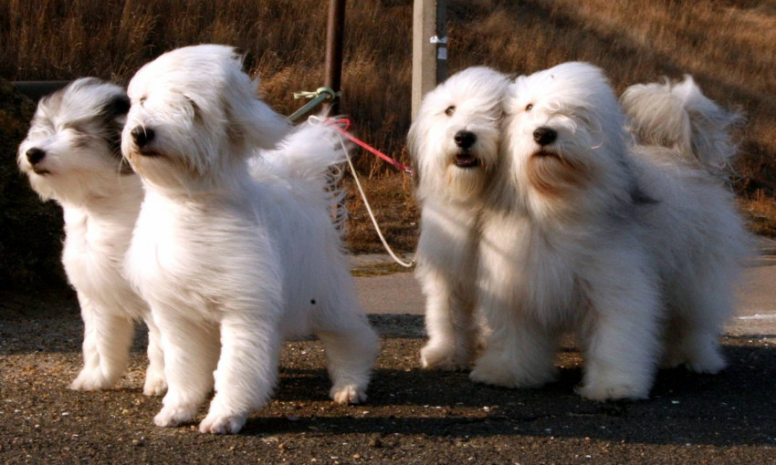 Одис: история о том, как у одесситов появилась собственная порода собак