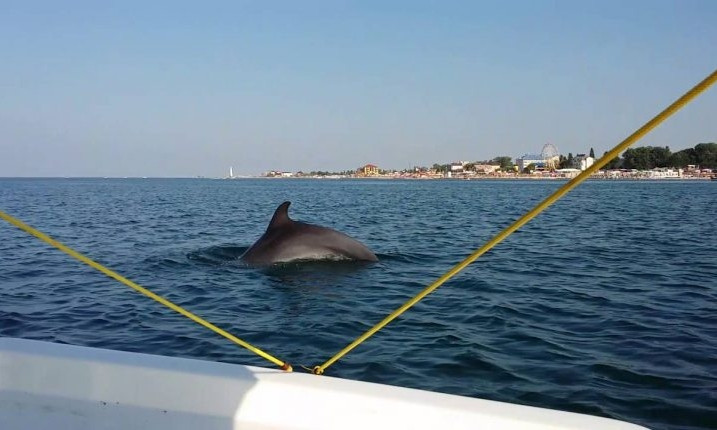 Дельфины устроили настоящее шоу возле Одесского порта