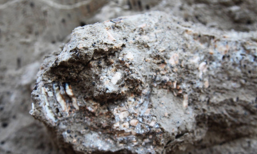 Уникальная находка: в НПП «Тузловские лиманы» обнаружены останки мамонта