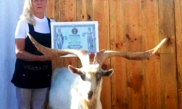 Одесский козел бьет всеукраинские рекорды - нежданно