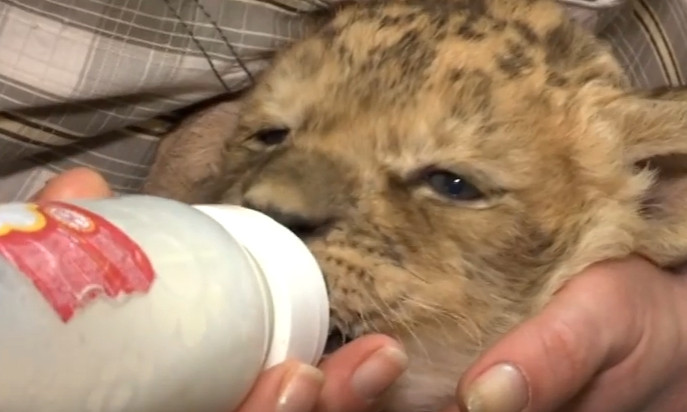 Спасённого маленького леопарда выхаживают в Одесском зоопарке