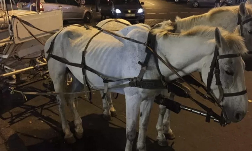 Демьян Ганул показал ужасное состояние лошадей, запряженных в Одессе в карету
