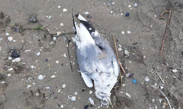 В Одессе погибло множество морских птиц 