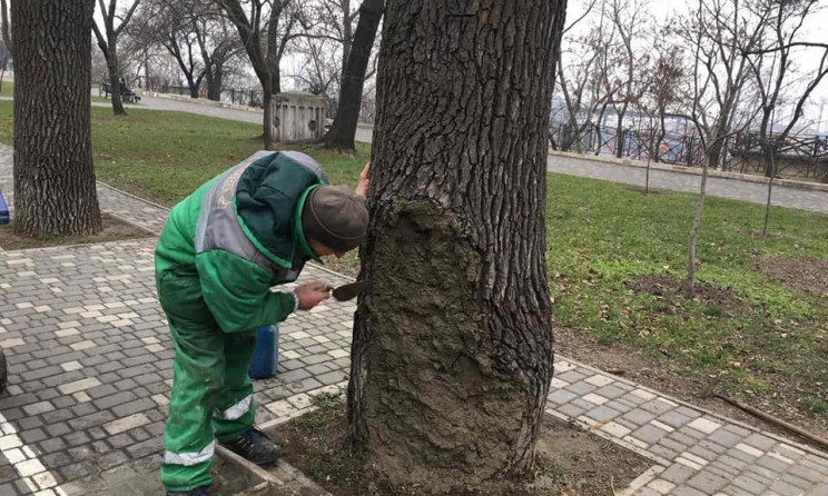 В парке Шевченко спасают 80-летнее дерево, подожженное вандалами 