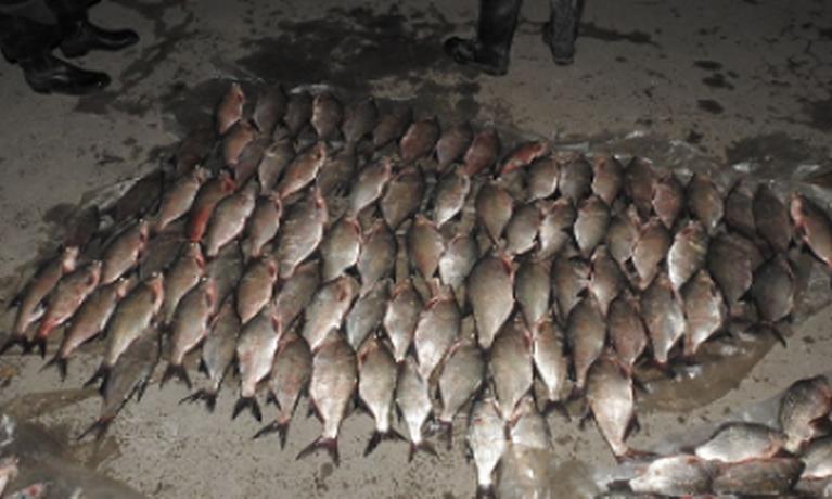 На озере Кагул браконьеры запрещённым способом выловили рыбы на сумму 15 тысяч гривен