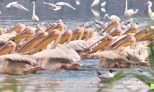 Удивительное рядом: завтрак розовых пеликанов