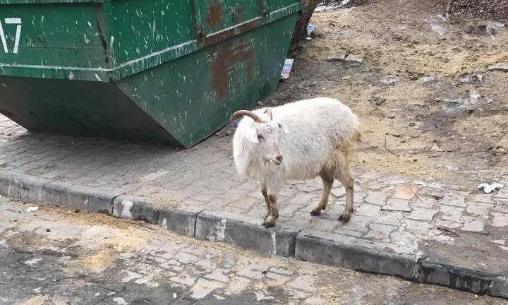 В Аркадии козы едят из мусорных контейнеров
