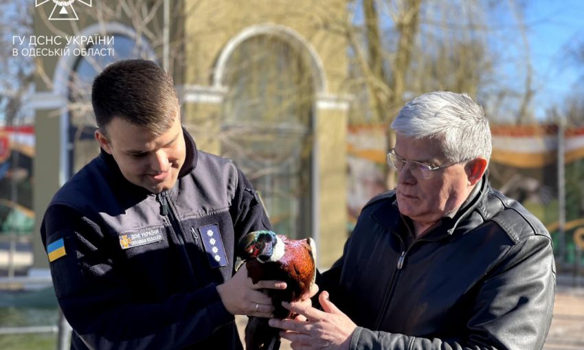 В Одесском зоопарке пополнение - спасенный из-под бампера авто фазан
