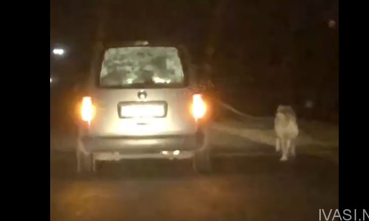 В Одессе собаку «выгуливали», таща за машиной