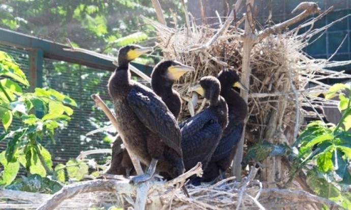 Ранняя весна: в Одесском зоопарке и Тузловских лиманах «проснулись» птицы