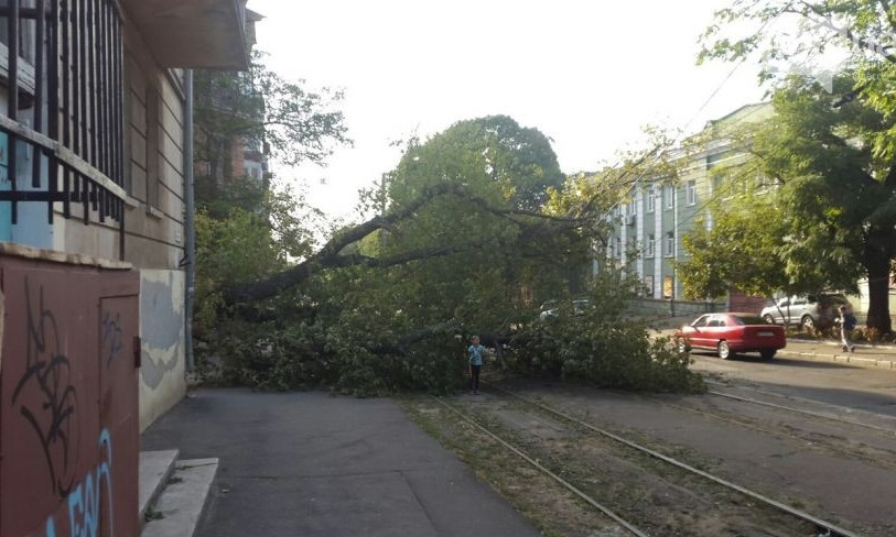На Градоначальницкой упало большое дерево