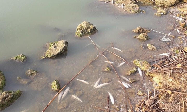 На Хаджибейском лимане продолжают массово гибнуть рыбы и креветки 