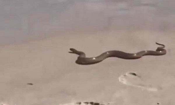 Змеи пугают посетителей одесских пляжей (ВИДЕО)