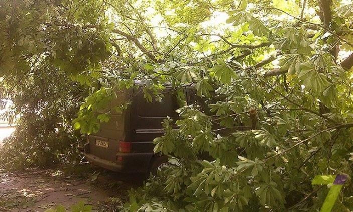 В Одессе упало очередное дерево 