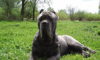 Одесса: во время прогулки в парке на семью накинулся большой пёс