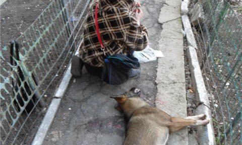 В Черноморске травили чипированых собак (ФОТО)