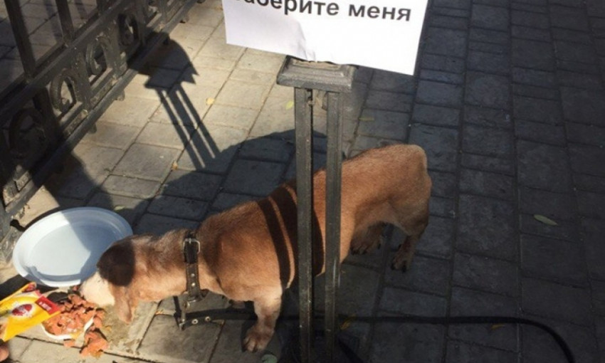 В центре Одессы бросили собаку