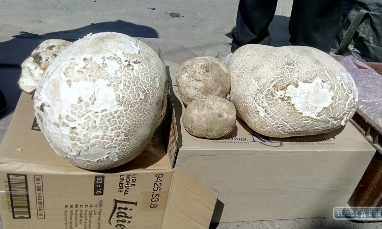 Одесской области продают гигантские съедобные грибы