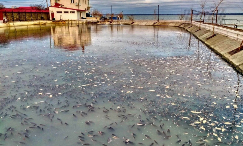 В Одесской области умирают тонны рыбы (ФОТО)