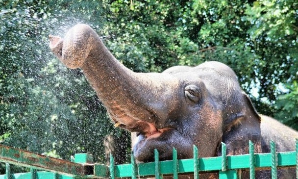 8-го сентября Одесский зоопарк отметит День Рождения