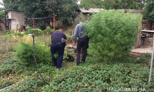 Любитель выращивать коноплю обнаружен в Ивановском районе