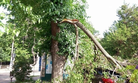 От жары в Одессе падают деревья