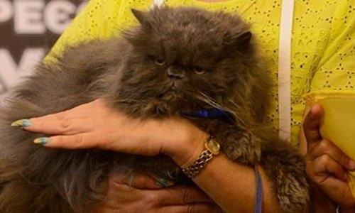 В Одессе проживает самый старый кот в Украине