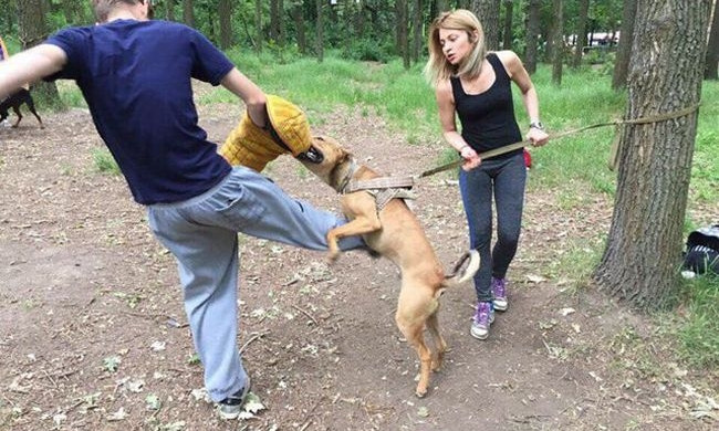 В Одессе возле детских аттракционов тренируют бойцовых собак без намордников