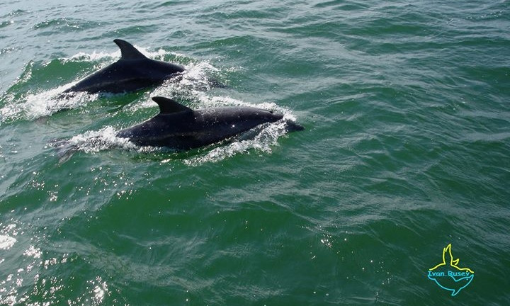 Неописуемое явление:  «Тузловские лиманы» массово навестили дельфины