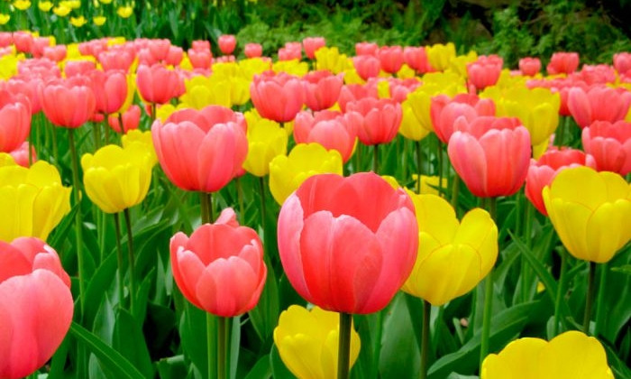 В Доброславе появится «маленькая Голландия» — там высаживают тюльпаны