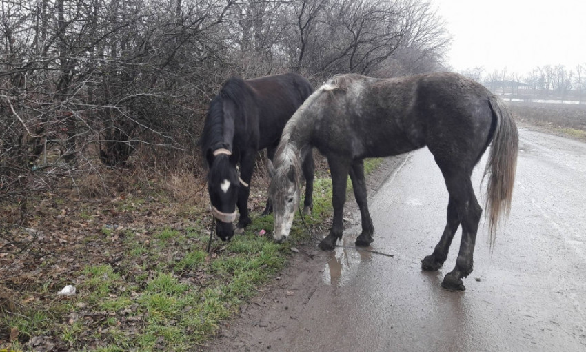Лошадей, украденных с частной фермы на Одесчине, нашли (ФОТО)