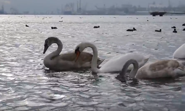На переправе Одесса — Чёрноморск появились первые лебеди