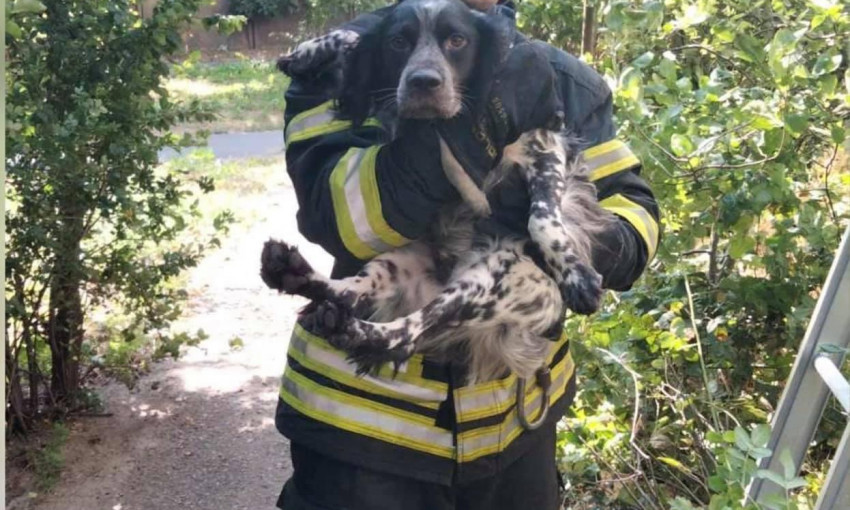 В Одессе спасатели помогли собаке, упавшей с 6 этажа 