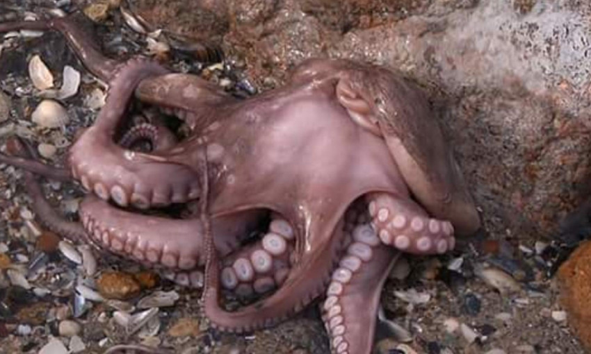 В Черном море живут осьминоги, необычная находка на пляже в Одессе