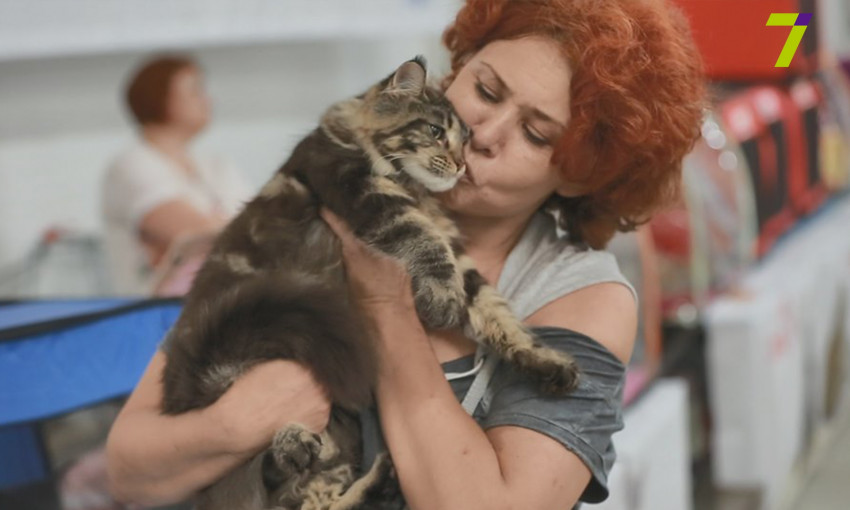 Международная выставка кошек в Одессе, не перестает удивлять (ФОТО)