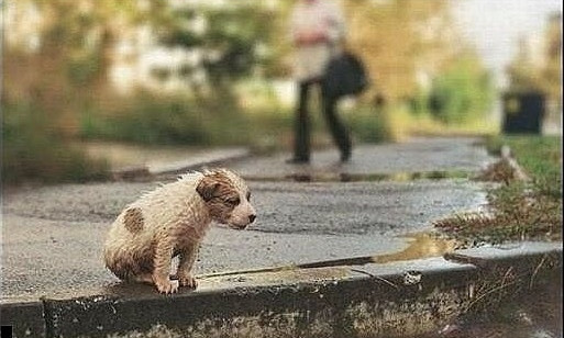 В Одессе появится скорая помощь для бездомных животных