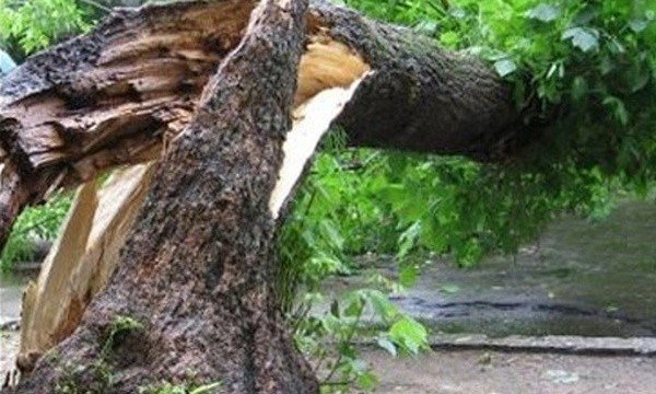В Одессе дерево упало на машину 