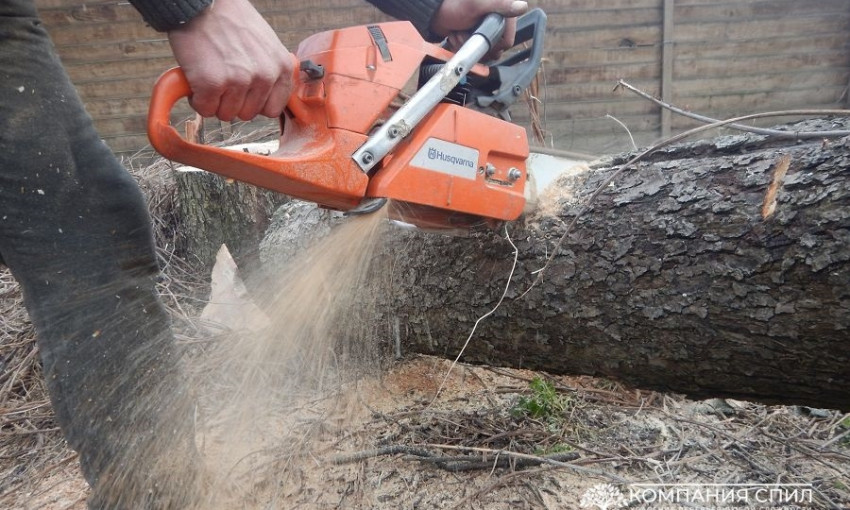 В Одессе в режиме онлайн собираются убрать 600 деревьев 