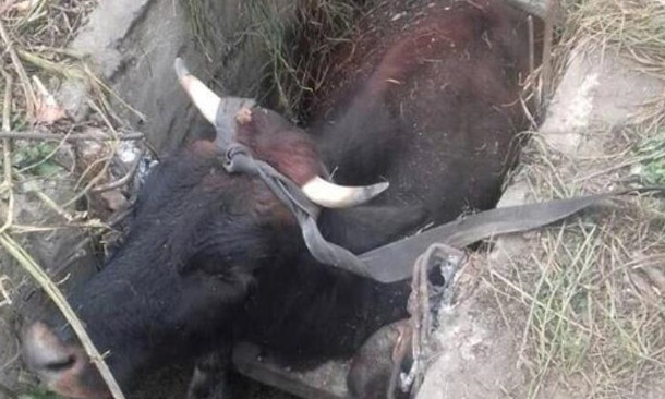 В Берёзовском районе крупное животное упало в ливневую яму