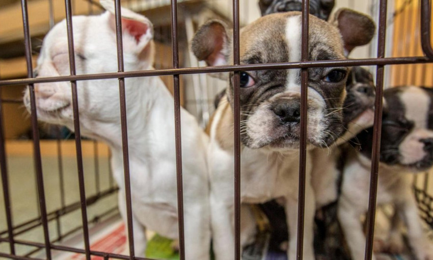 Канада запретила импорт собак из Украины. Всему виной щенки