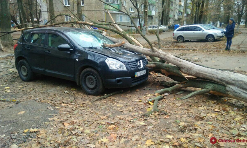 Деревопад в Одессе: поврежден автомобиль (ФОТО)