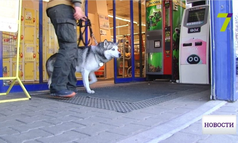 В Одессе у хозяев украли собаку, но потом она чудом к ним вернулась