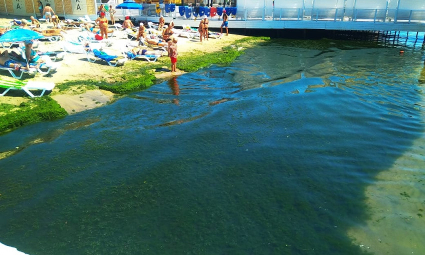 Пляжи Аркадии заполнили тонны водорослей (ФОТО)