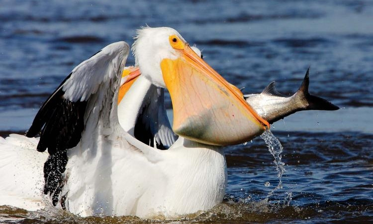 Пеликаны в регионе: второй год подряд на то же место