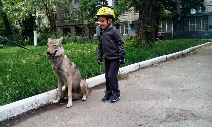 В Одессе волка выгуливают на поводке (ФОТО)