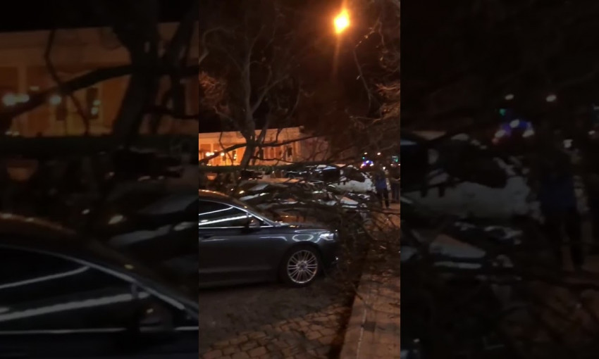 В Одессе дерево упало на автомобили 