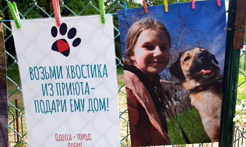 В Одессе открылась выставка детских рисунков с возможностью взять домой питомца 