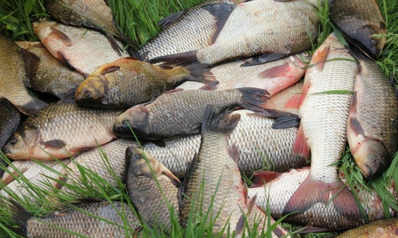 В регионе рыбак поймал сетками 45 кг рыбы, несмотря на запрет