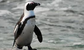 На одесский берег выбросило... пингвина 
